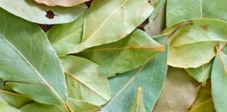 Njihuni me 4 kurat më të mira natyrale me dafinë