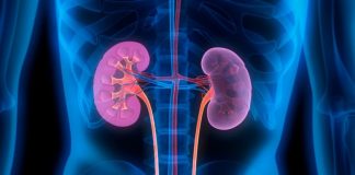 Mëngjeset për shëndetin e veshkave, kujdesi që ju duhet