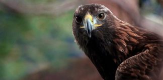 Televizioni gjerman dokumentar për gjallesat e egra në Shqipëri: Thesare natyrore të pazbuluara