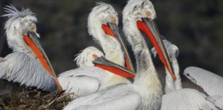 Ekspertët japonezë ndjekin folezimin e pelikanit kaçurrel në Divjakë-Karavasta