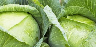 Zbuloni efektet shëruese të kompresave me lakër