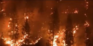 Temperaturat e larta, digjen 21 mijë ha pyje në Kaliforni