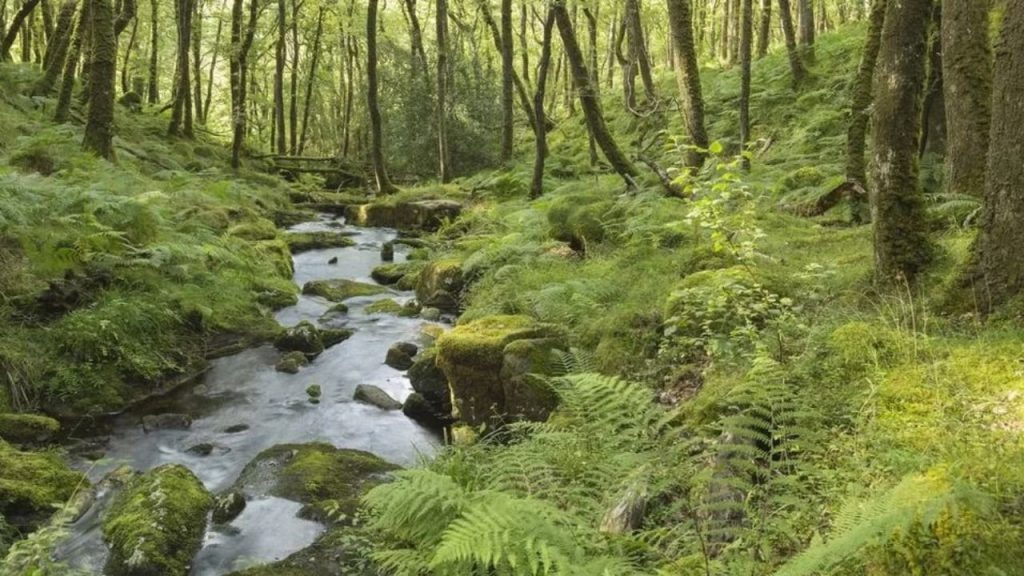 Shoqëri shtetërore  formula e re e qeverisë për menaxhimin e pyjeve