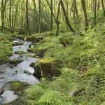 Shoqëri shtetërore, formula e re e qeverisë për menaxhimin e pyjeve