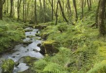 Shoqëri shtetërore, formula e re e qeverisë për menaxhimin e pyjeve