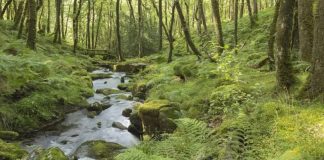 Shoqëri shtetërore, formula e re e qeverisë për menaxhimin e pyjeve