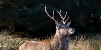 Alarmojnë shkencëtarët: “Sëmundja e drerit zombie” vdekjeprurëse! Mund të përhapet tek njerëzit, pasojat do jenë fatale