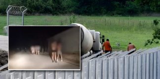 Pamjet poshtëruese/ Emigrantët zhvishen lakuriq në kufirin serb në temperatura nën zero gradë