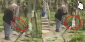 PAMJE TË RËNDA/ I moshuari në Rrogozhinë vret mizorisht macen, e lidh me litar dhe e godet me shkop