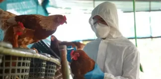 KONFIRMOHET gripi i shpendëve në Tiranë! Ministria del me njoftim zyrtar: Ja vatra është karantinuar