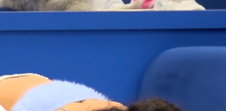 VIDEO/ Egli kafshon Gjestin në qafë, momente të reja mes banorëve