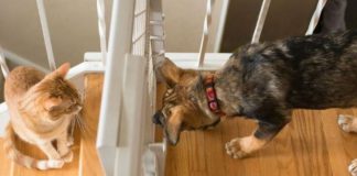 Elbasan/ ‘Çmendet’ 32-vjeçari, organizon ndeshje mes maces dhe qenit, filmimin e poston në rrjetet sociale! Policia e merr nën akuzë