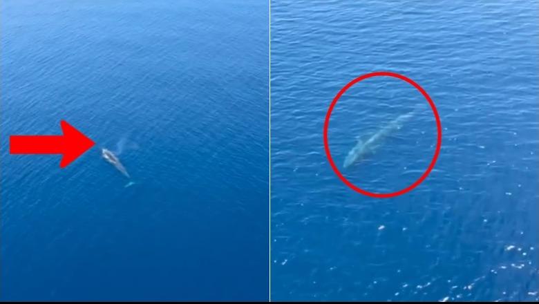 Balena shfaqet në ujërat e Karaburunit  pamjet e  vizitores  së rrallë janë kapur nga ajri
