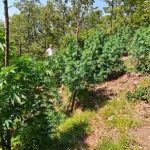 Policia e Shkodrës asgjëson 1987 bimë kanabis, procedohen 3 kryetarë fshatrash