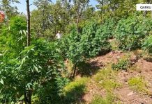 Policia e Shkodrës asgjëson 1987 bimë kanabis, procedohen 3 kryetarë fshatrash