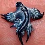 “Dragoi blu” sa gishti i dorës mbyll disa plazhe në Spanjë