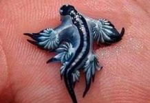 “Dragoi blu” sa gishti i dorës mbyll disa plazhe në Spanjë