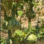 Skema Kombëtare, Denaj: Fermerët mund të përfitojnë financim me normë interesi vetëm 2%