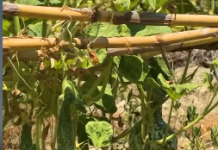 Skema Kombëtare, Denaj: Fermerët mund të përfitojnë financim me normë interesi vetëm 2%