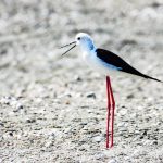 Instrumenti inovativ “Laguna e Nartës”, arritje shkencore shqiptare/ Rama ndan me krenari lajmin