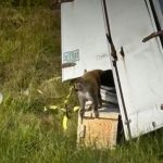 Përplaset kamioni, “arratisen” majmunët e infektuar. Frikë për përhapje të viruseve