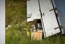 Përplaset kamioni, “arratisen” majmunët e infektuar. Frikë për përhapje të viruseve