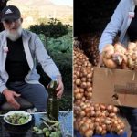 ‘Një nga ne’/ Nga toka në TikTok, fermeri nga Postriba gjen strategjinë: Shes online qepën 300-vjeçare dhe vajin e ullirit