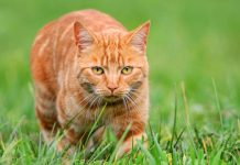 Macet mund të jenë krijesat më të përsosura biologjikisht që ekzistojnë në Tokë, sipas shkencës