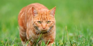 Macet mund të jenë krijesat më të përsosura biologjikisht që ekzistojnë në Tokë, sipas shkencës