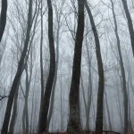 “Pylli më i frikshëm në botë”: Pemë të shtrembëruara, UFO dhe tregime rrëqethëse në Transilvani