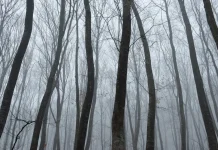 “Pylli më i frikshëm në botë”: Pemë të shtrembëruara, UFO dhe tregime rrëqethëse në Transilvani