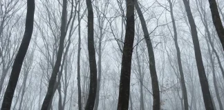 “Pylli më i frikshëm në botë”: Pemë të shtrembëruara, UFO dhe tregime rrëqethëse në Transilvani