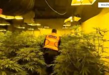 Zbulohen 3 shtëpi bari në Malësi të Madhe, dy të arrestuar dhe një 33-vjeçar në kërkim