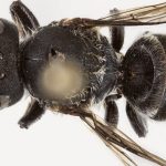 “Lucifer”, zbulohet një specie e re blete në Australi