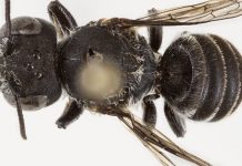 “Lucifer”, zbulohet një specie e re blete në Australi