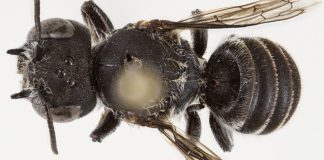 “Lucifer”, zbulohet një specie e re blete në Australi