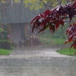 Reshje shiu në të gjithë territorin/ Parashikimi i motit, 25 nëntor 2025