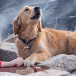 A kanë qentë një “shqisë të gjashtë” për tërmetet e rrezikun? Ja çfarë është vërtetuar shkencërisht