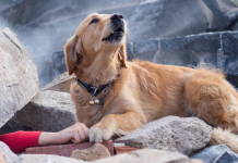 A kanë qentë një “shqisë të gjashtë” për tërmetet e rrezikun? Ja çfarë është vërtetuar shkencërisht