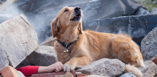 A kanë qentë një “shqisë të gjashtë” për tërmetet e rrezikun? Ja çfarë është vërtetuar shkencërisht