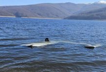 Rrëzohet avioni në Mavrovë/ Lëndohen dy shtetas të Kosovës