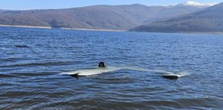 Rrëzohet avioni në Mavrovë/ Lëndohen dy shtetas të Kosovës