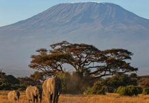 Rrëzohet helikopteri në majën më të lartë të Afrikës, humbin jetën 5 persona