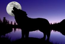 Viti i Ri nis me ‘spektakël qiellor’, sonte mos harroni të shihni ‘Hënën e Ujkut’! Cilat shenja të horoskopit do të preken nga ky fenomen