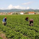 Censi i Bujqësisë: Qeveria bën gati nismën për të dhënat e ekonomisë rurale