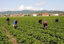 Censi i Bujqësisë: Qeveria bën gati nismën për të dhënat e ekonomisë rurale