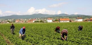 Censi i Bujqësisë: Qeveria bën gati nismën për të dhënat e ekonomisë rurale