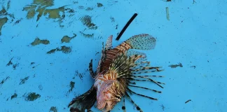 Biodiversiteti në rrezik, peshku luan “pushton” ujrat e Mesdheut