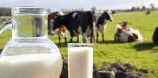 Nestlé tërheq qumështin pluhur për foshnje, çfarë duhet të dinë prindërit