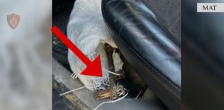 I dehur dhe me armë zjarri në makinë, arrestohet 46-vjeçari në Mat